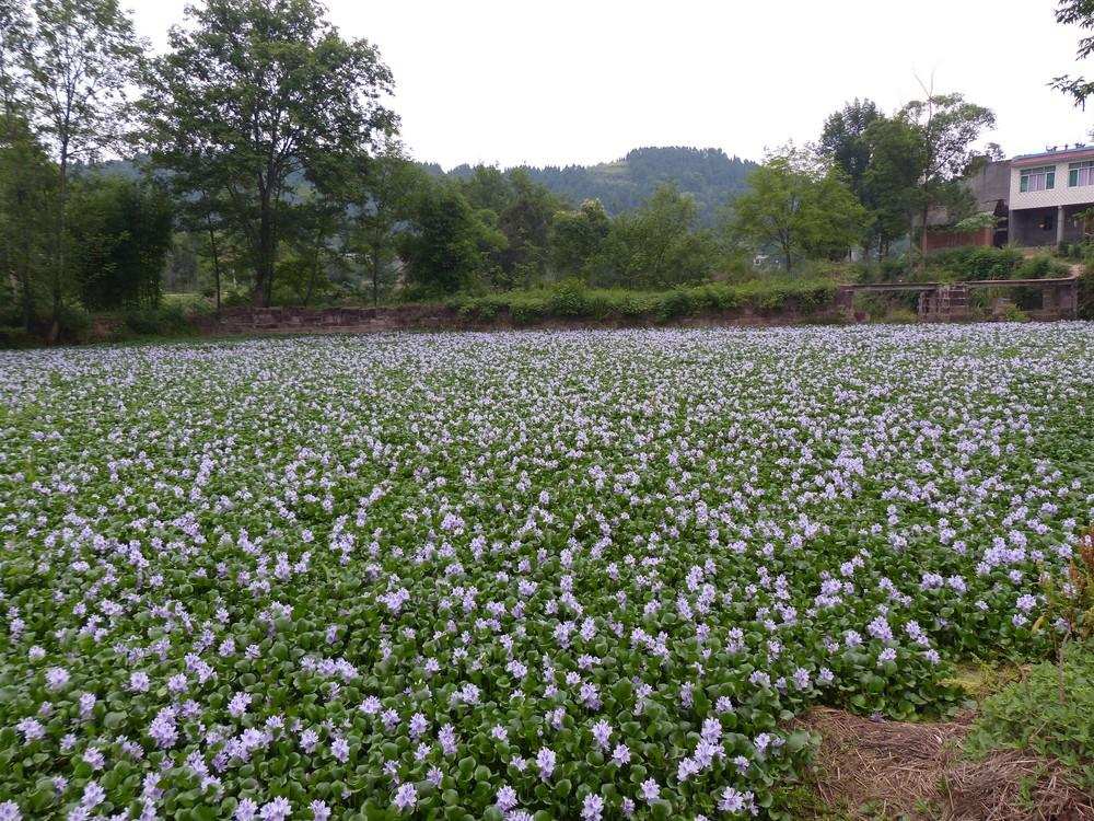 水葫蘆是什么植物,水葫蘆是什么植物類型