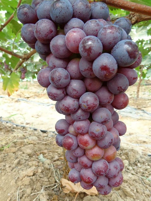 就有关于葡萄的记载,现有品种100个左右,醉金香,巨玫瑰,金皇后,佳丽酿