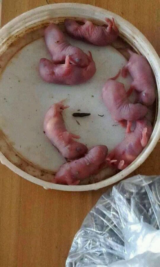 三吱儿是哪里的菜(揭秘中国最恐怖的一道菜)