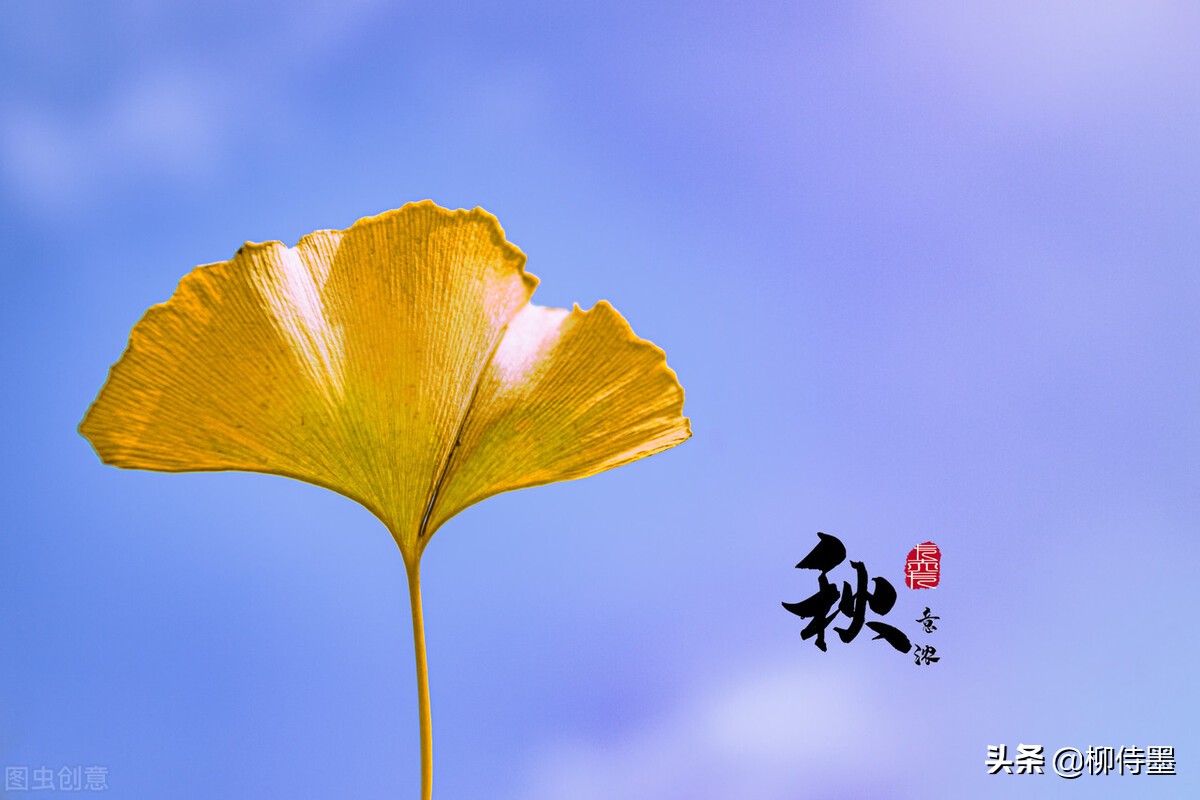 秋叶千姿：形态各异，绘就季节斑斓画卷