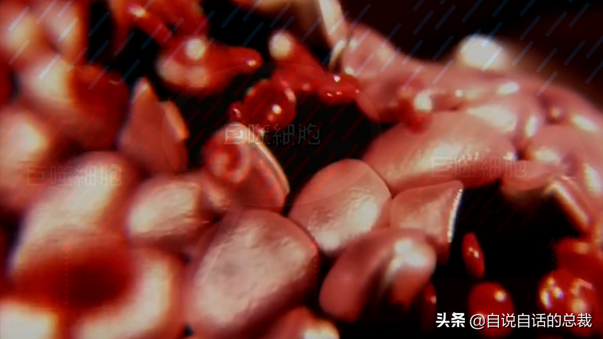 埃博拉：人类的诅咒，你的身体如何对抗它，它到底有多恐怖