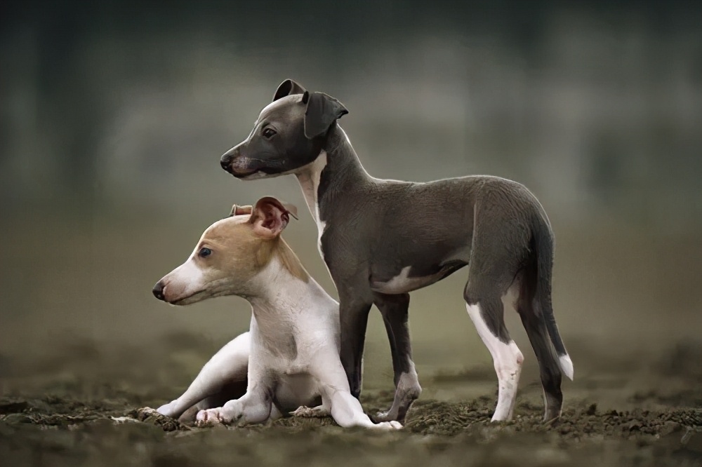 寻根问祖系列(79):格力犬(greyhound)