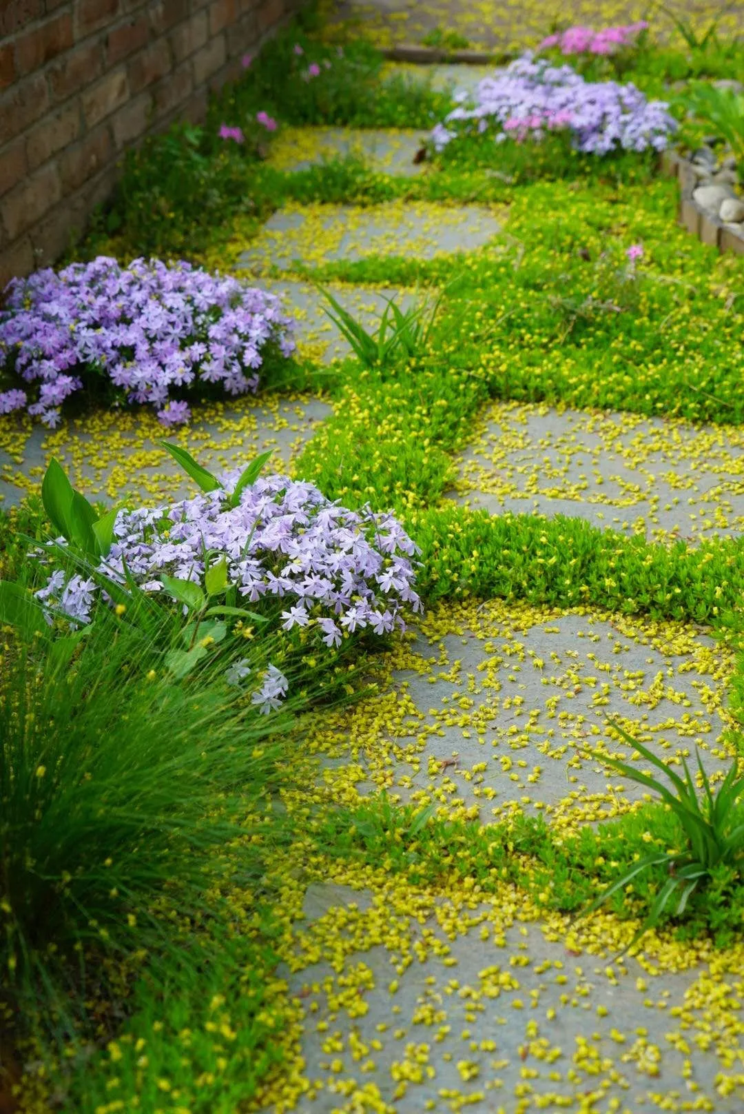 7种最好用的地被植物丰富花境花园色彩控制杂草