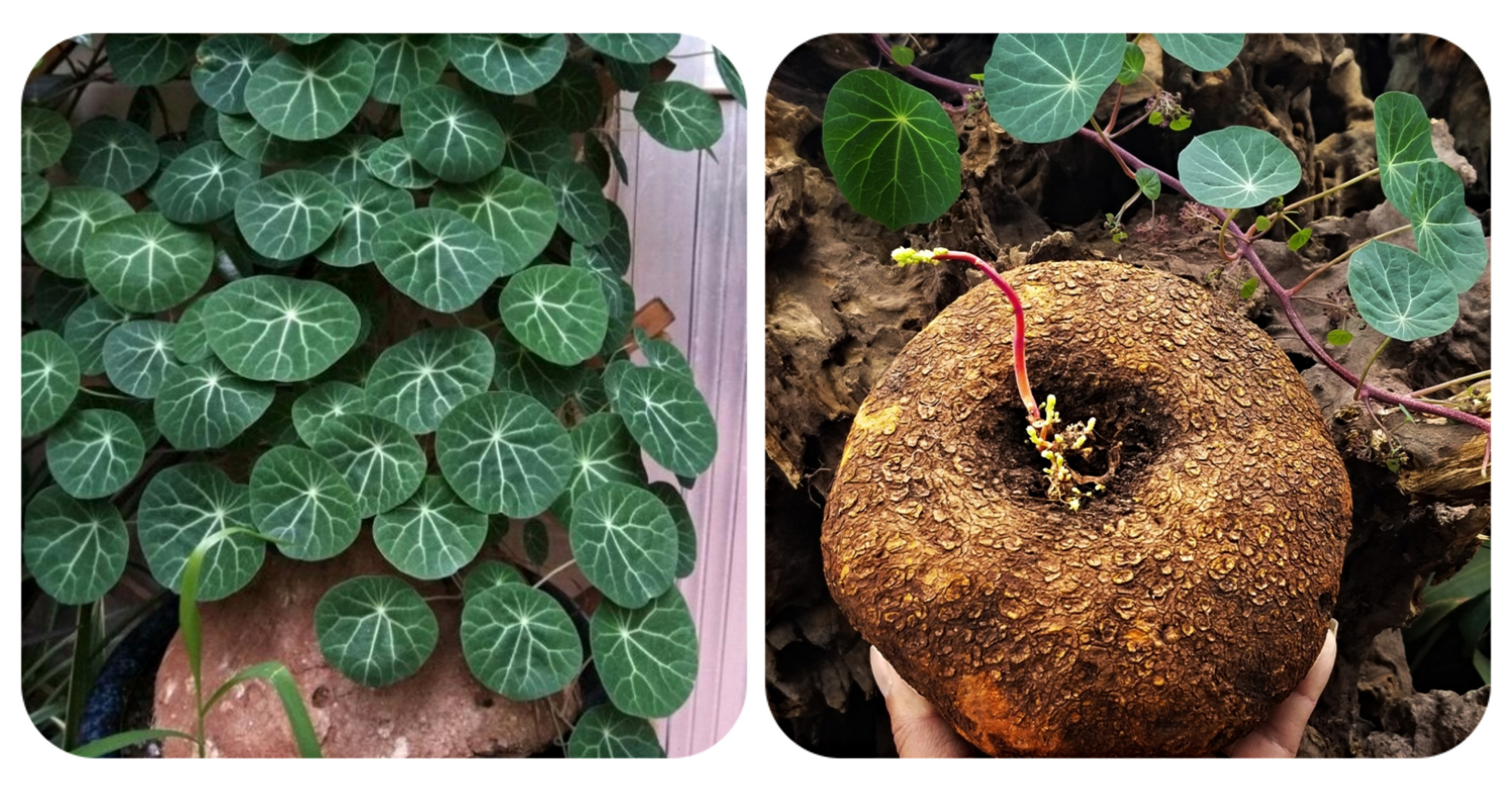 20种“懒人”花草,阳台客厅必备,好养好看,还能净化空气