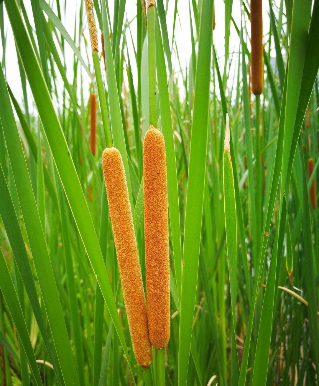 蒲黄多少钱一斤(最简单常见的农村植物) - 价格百科