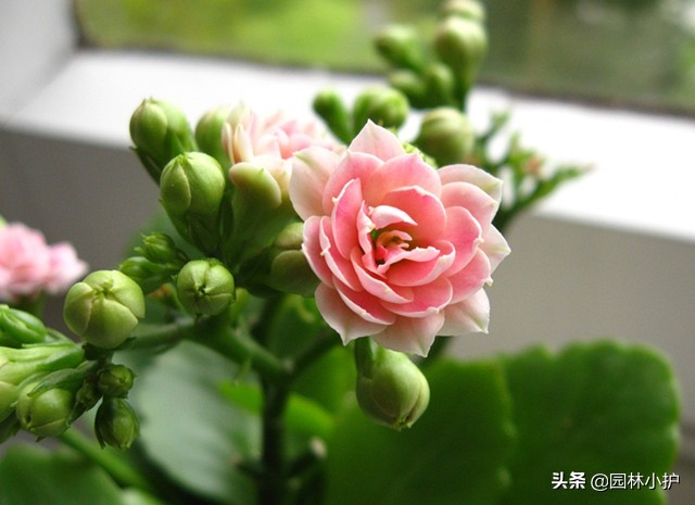 长寿花不开花光长叶子是什么原因（长寿花不开花原因分析）