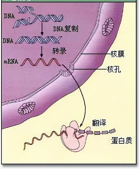 达尔文被实锤错误，无数科学家填漏，进化论究竟应该信还是不信？