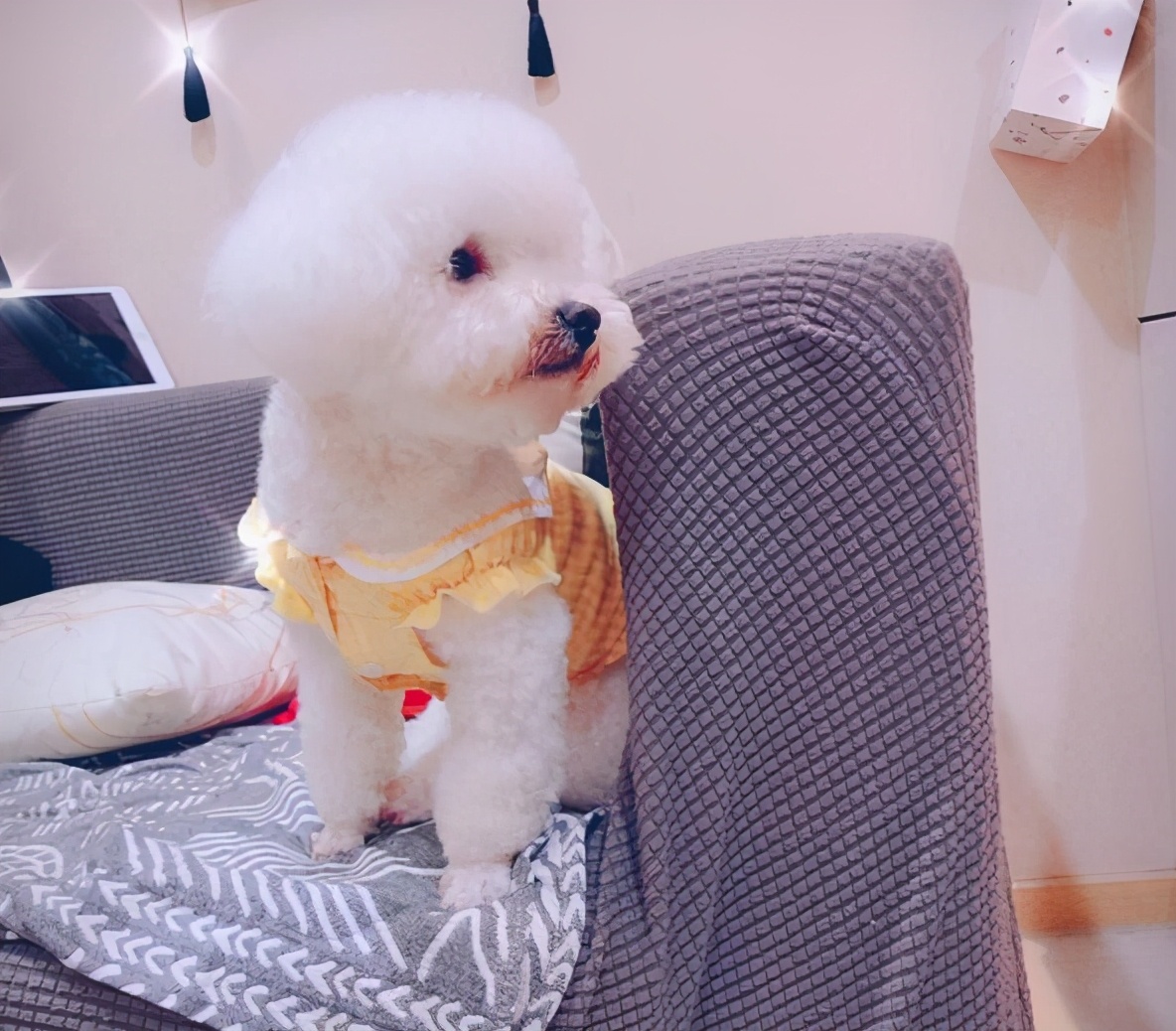 想知道自家比熊犬“纯不纯”，看这几个方面就够了