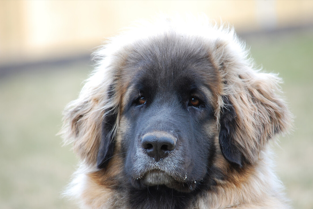 法国波尔多犬价格这些狗