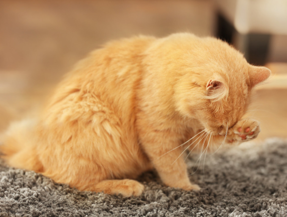 猫咪有这几种表现，赶紧给它驱虫，不然情况更糟