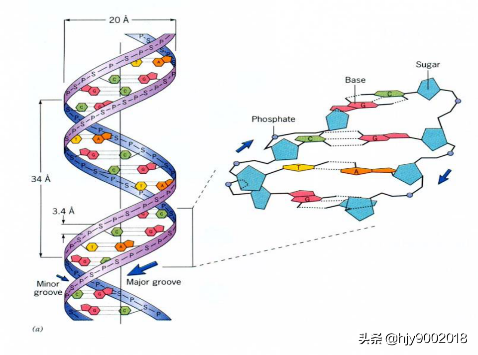脱氧核糖是什么，DNA的分子结构详解？