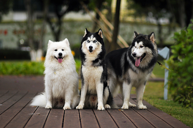 十大最聪明常见犬种排行榜