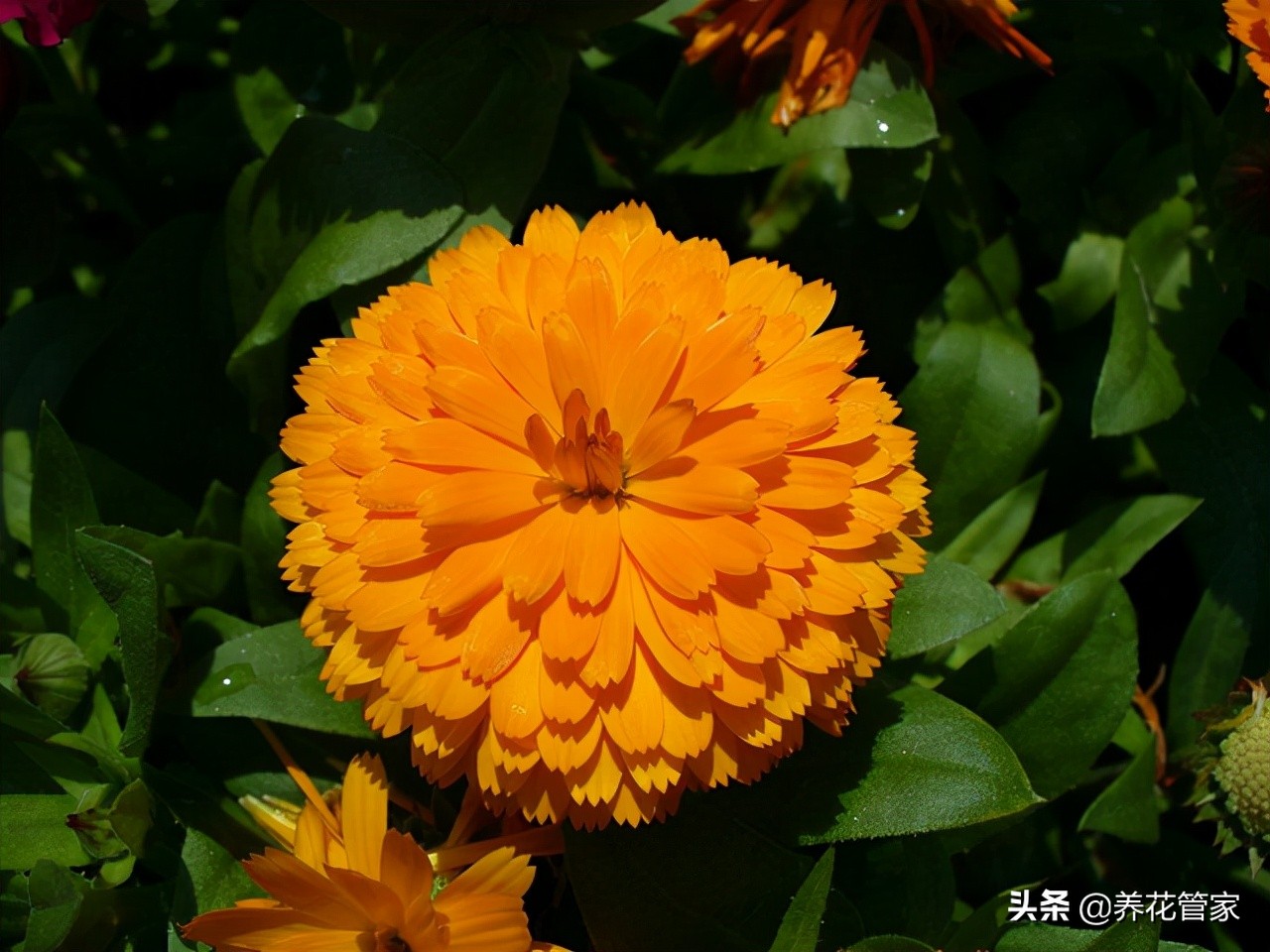 菊花什么时候开花（菊花四大品种的开花时间）