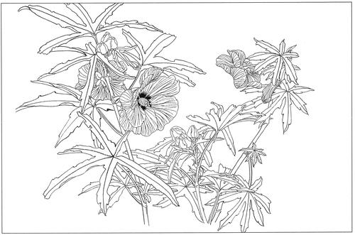 秋葵高清白描线稿图片下载7幅