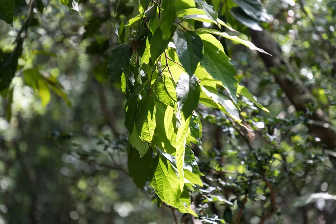 深圳值得征服的10座山，你去过几座？
