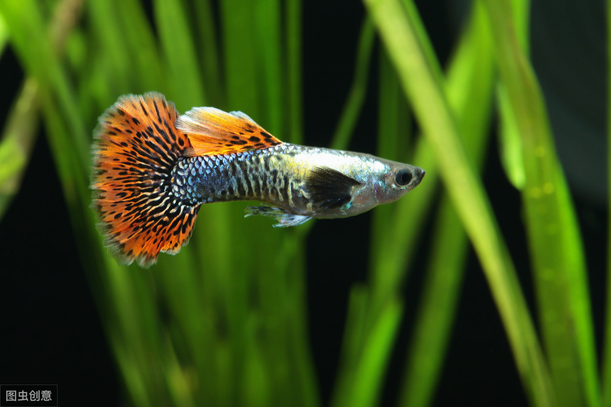 養魚的水,養魚的水怎樣才能養好水質