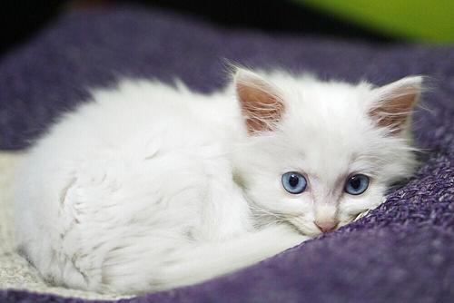 蓝眼睛的白猫(蓝眼睛的白猫图片) 