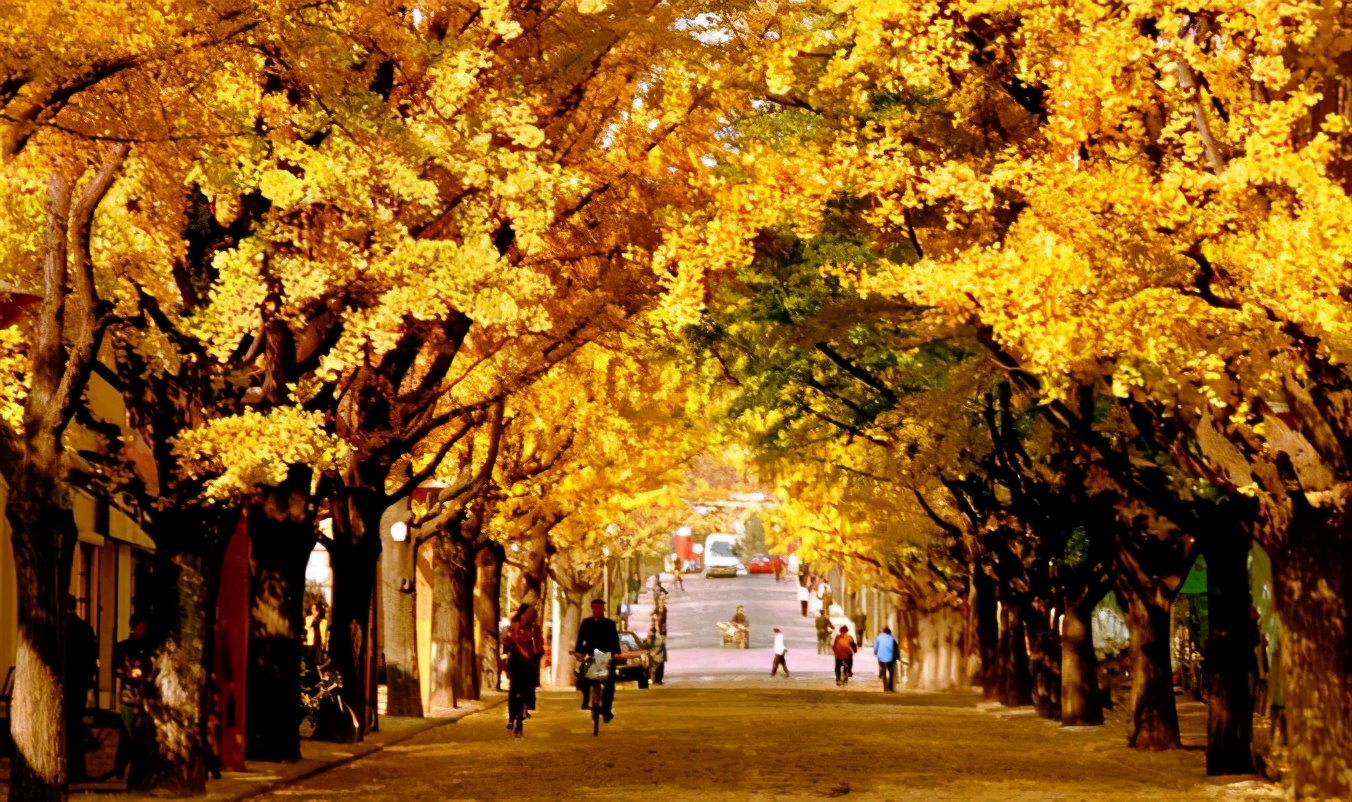 最有名的当然要数"银杏之乡"丹东的银杏大道了