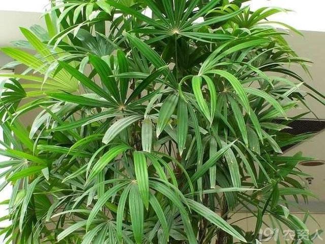 客厅适合养什么花和植物好风水（盘点8种自带财气的花）