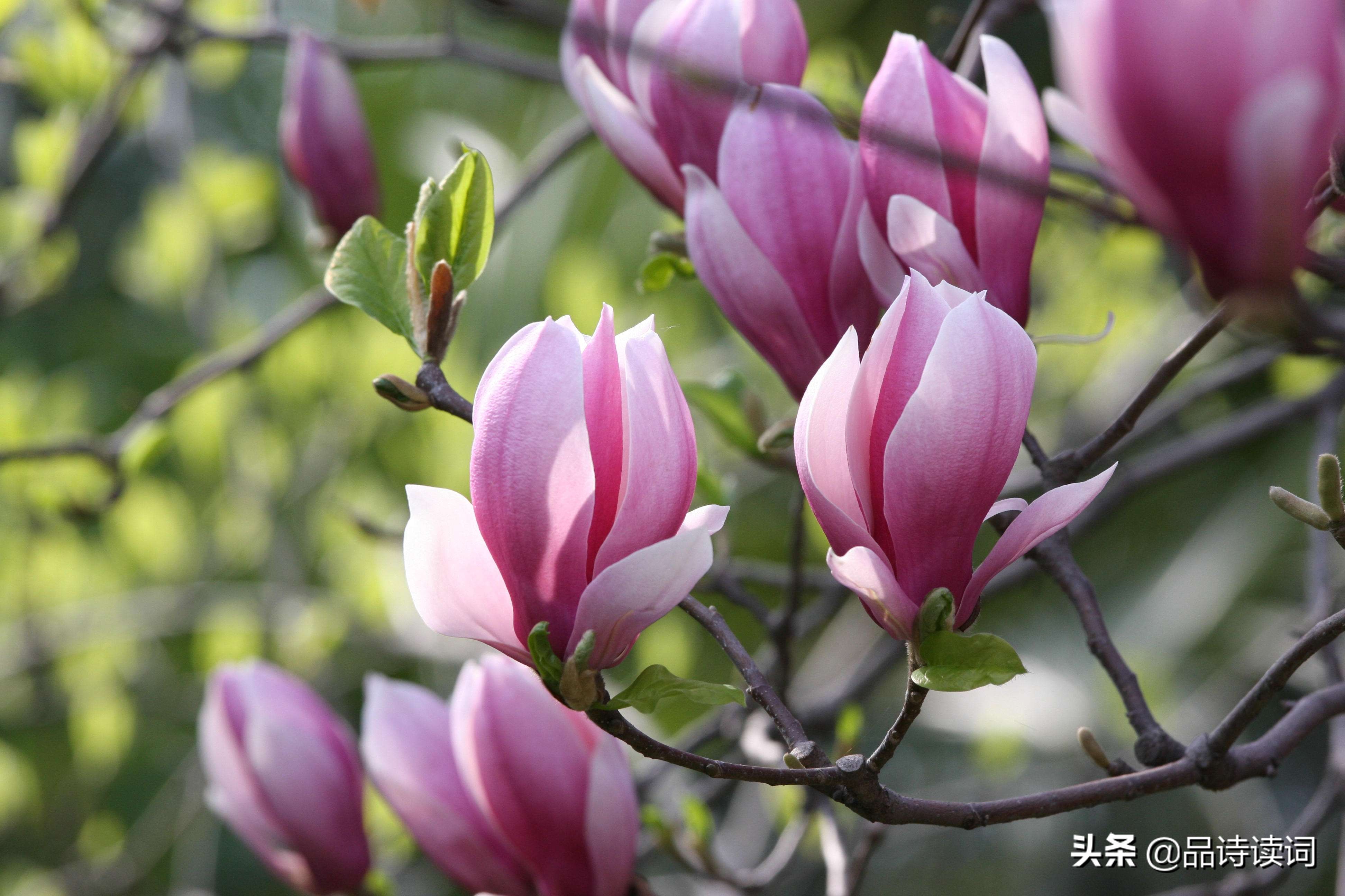 韩愈很经典的一首诗，表现手法高超，写出了完全不一样的春色美景