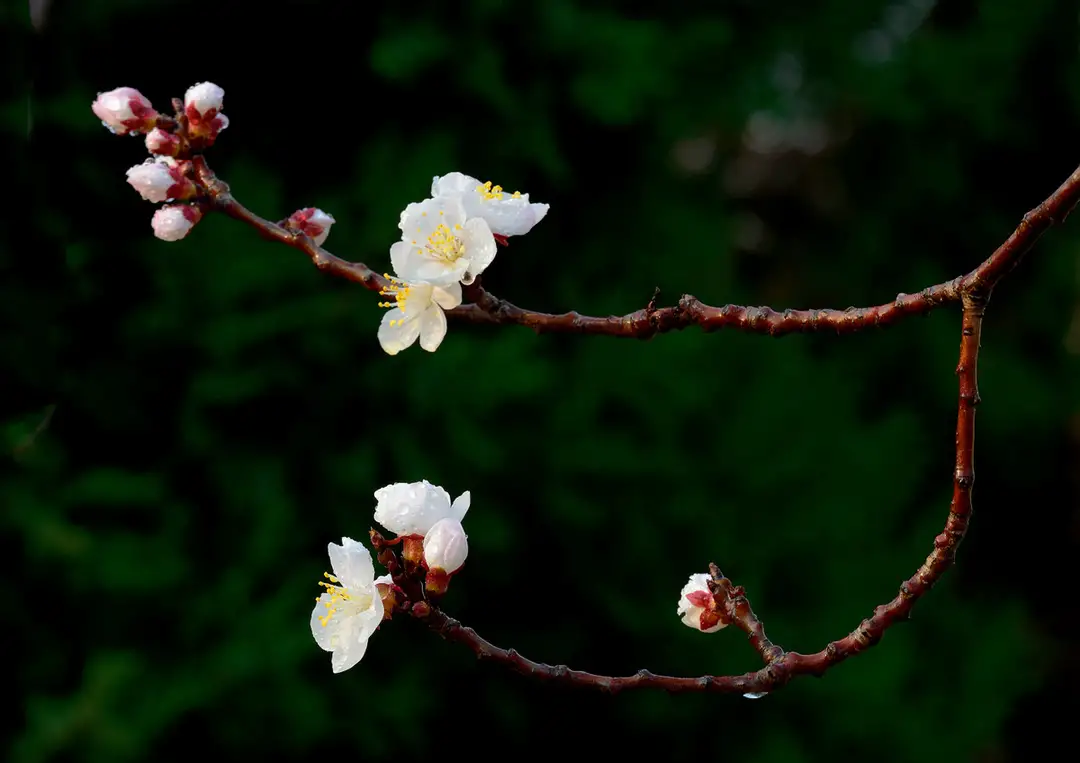 沾衣欲湿杏花雨，吹面不寒杨柳风