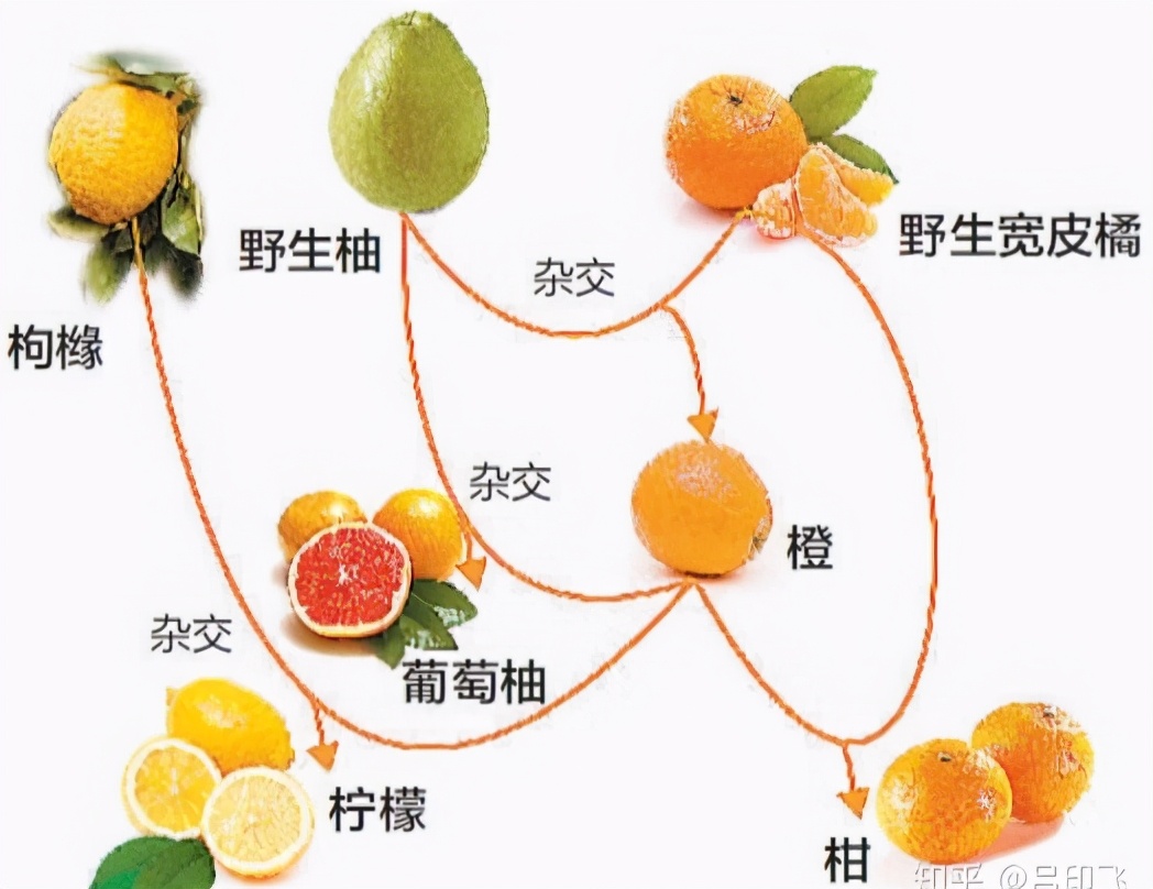 各种水果 水果分层图设计图__PSD分层素材_PSD分层素材_设计图库_昵图网nipic.com