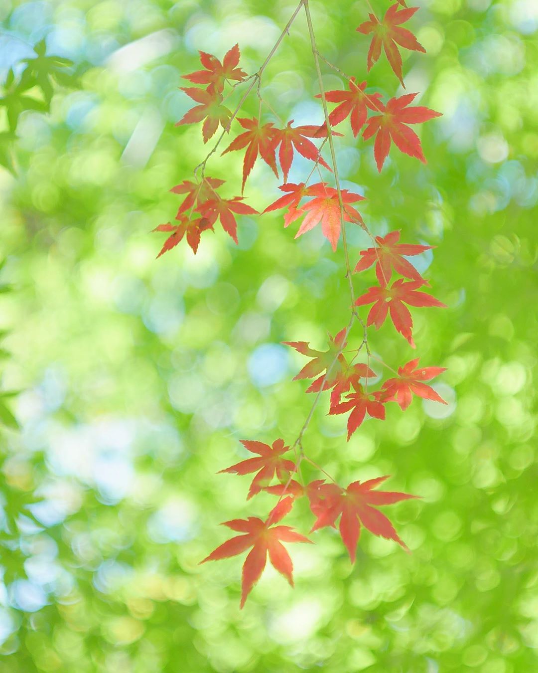 拍照想虚化背景？教新手如何控制景深