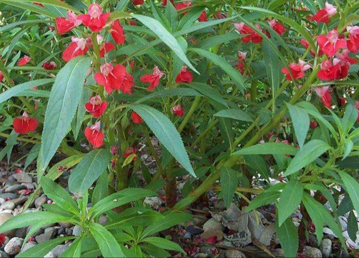 鳳仙花長什麼樣(鳳仙花的名稱和分類地位)