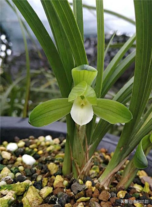 值得收藏 春兰素心品种(附图)