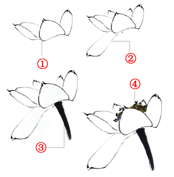 21问荷花花头怎样画有几种不同的形态