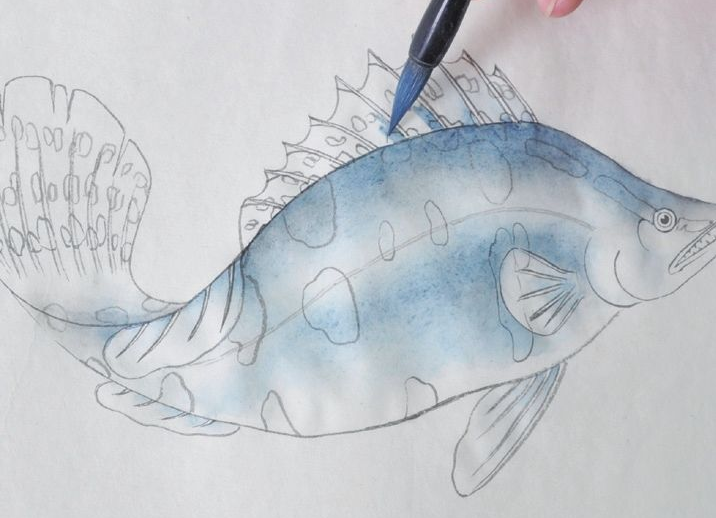 分步骤讲解工笔鳜鱼的基本画法及染色