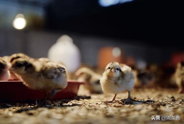 “黑天鹅”袭击养鸡业:下半年的吃鸡难题