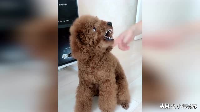 为什么泰迪边牧这样温顺的宠物犬会咬人？遇到这种情况该怎么办？