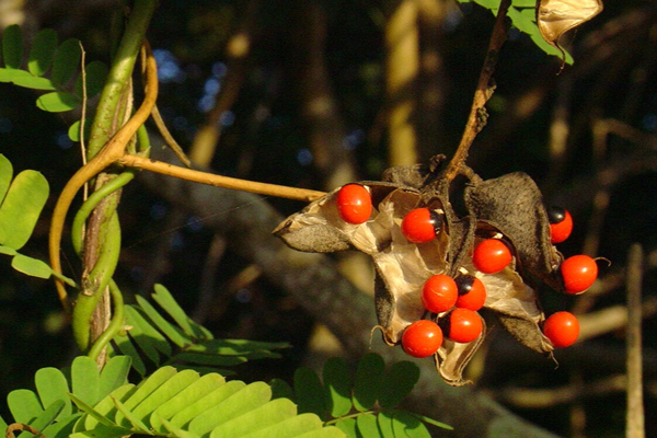 王维写诗怀念友人，结果被后人理解偏了，成了诉说男女相思的名篇