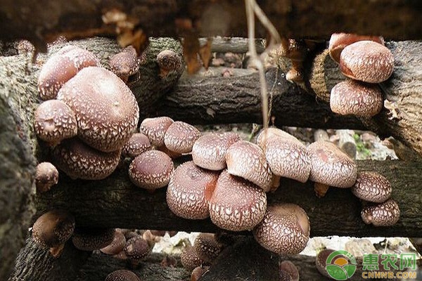 种植课堂：香菇春季种植管理要点
