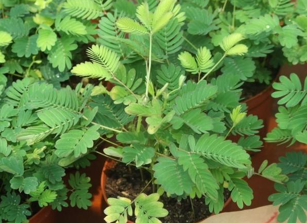 盆栽管理含羞草,从4方面细节着手,枝叶长得旺,轻松爆满盆