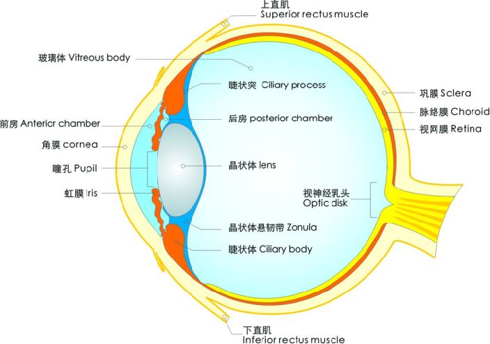 眼球的基本结构示意图（图文讲解眼球的生理构造）