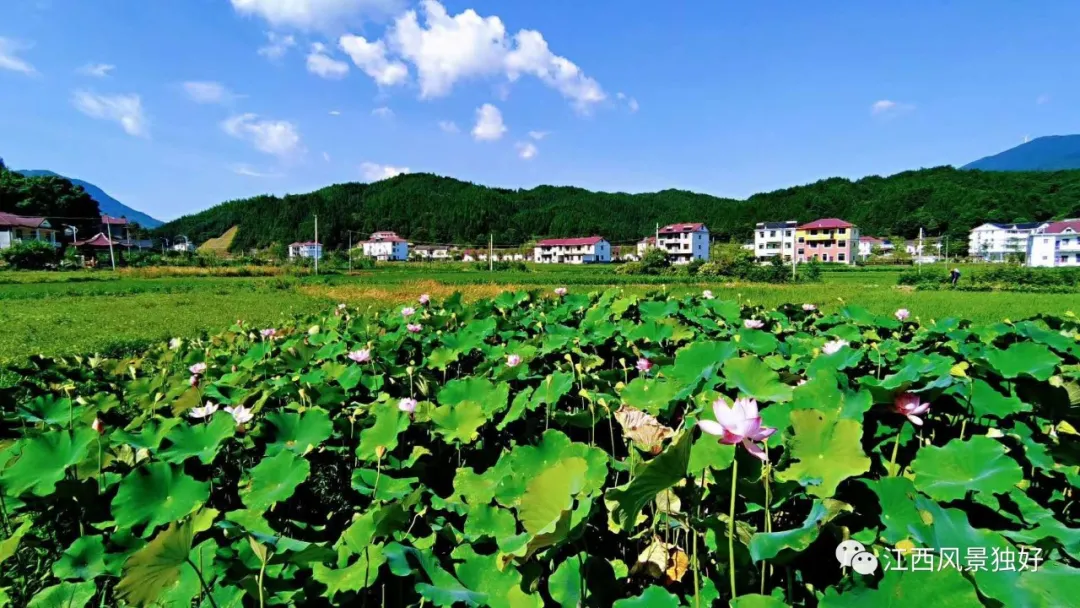 朱 虹：江西十景 美轮美奂（二）