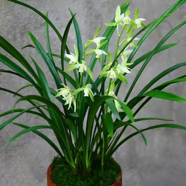 建兰品种大全(性价比超高的10款兰花介绍)