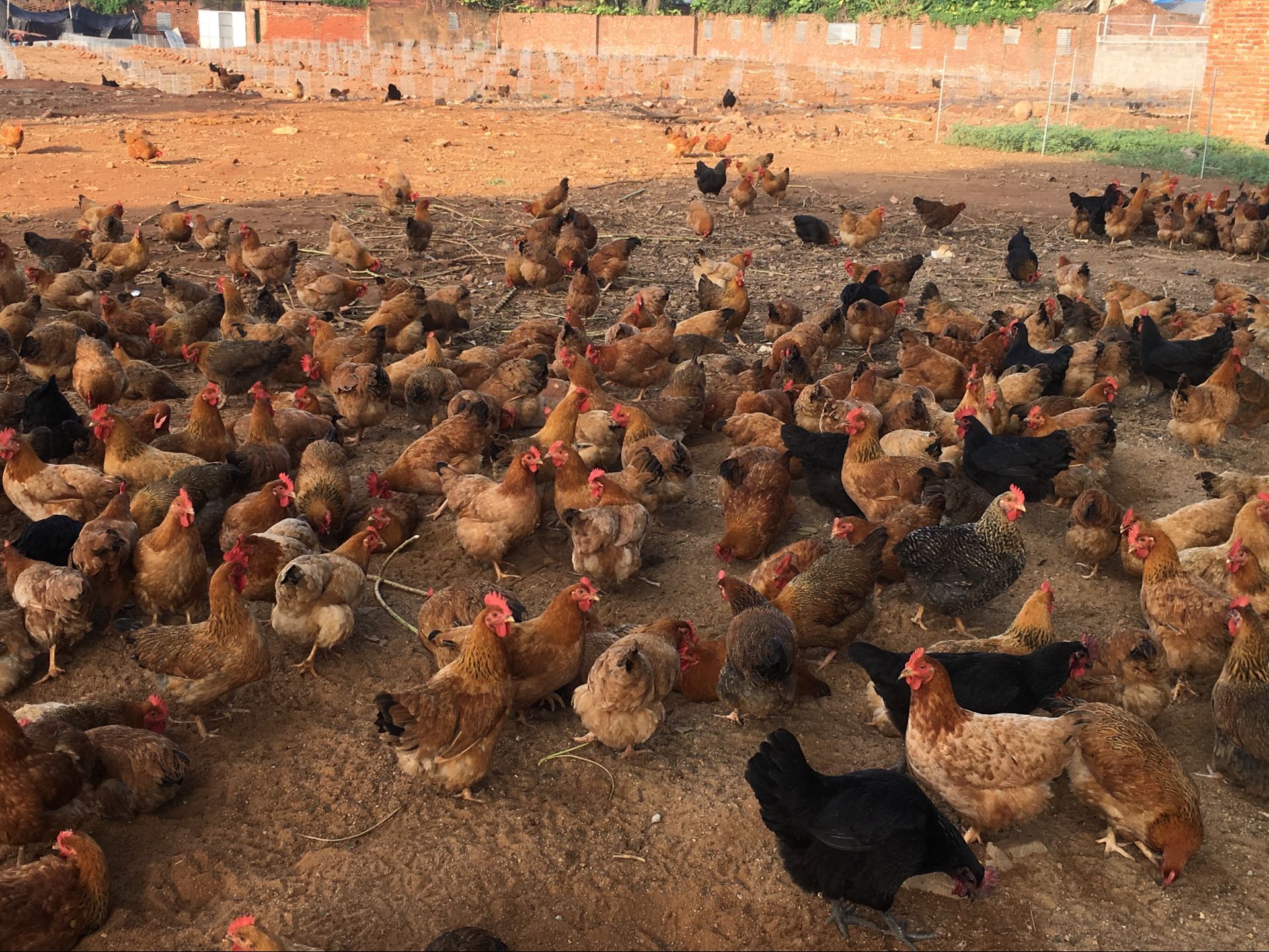 广东大叔巧用椰子养鸡,鸡"瘦身苗条"皮肤白,年销1000多万元