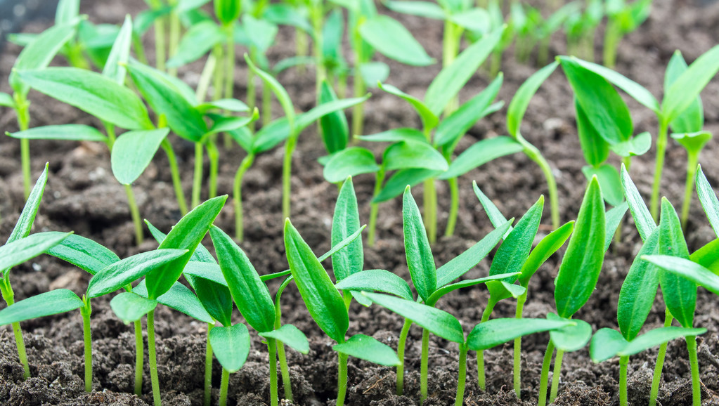 什么时间培育茄子秧和辣椒秧比较好?