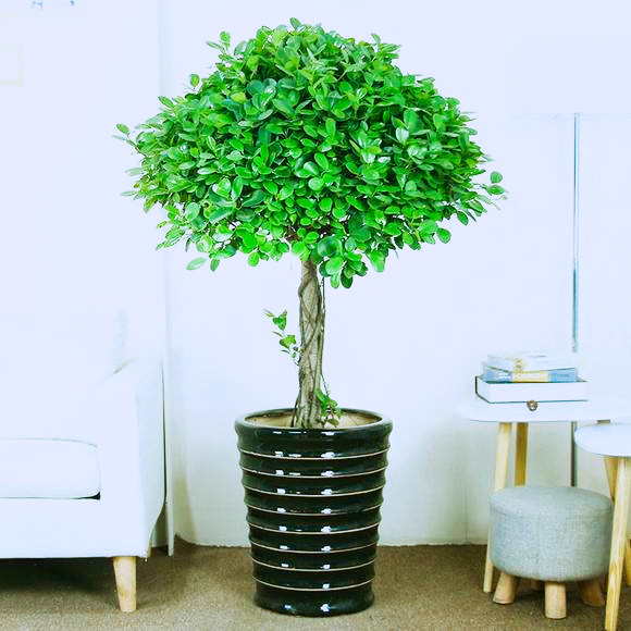 听说,拥有了金钱榕这棵"摇钱树",你就会运气变好,事事顺利