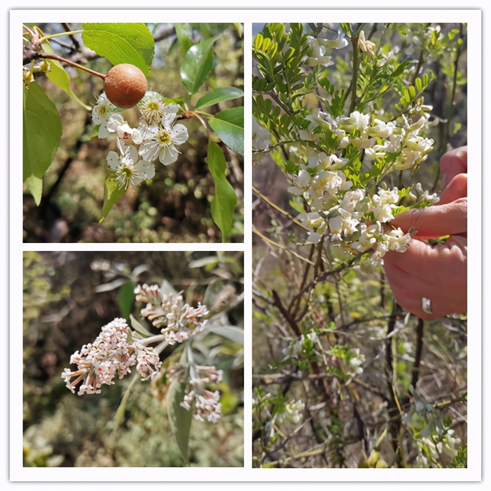 苦刺花怎么做好吃（农村常见的时令野花美食超好吃）