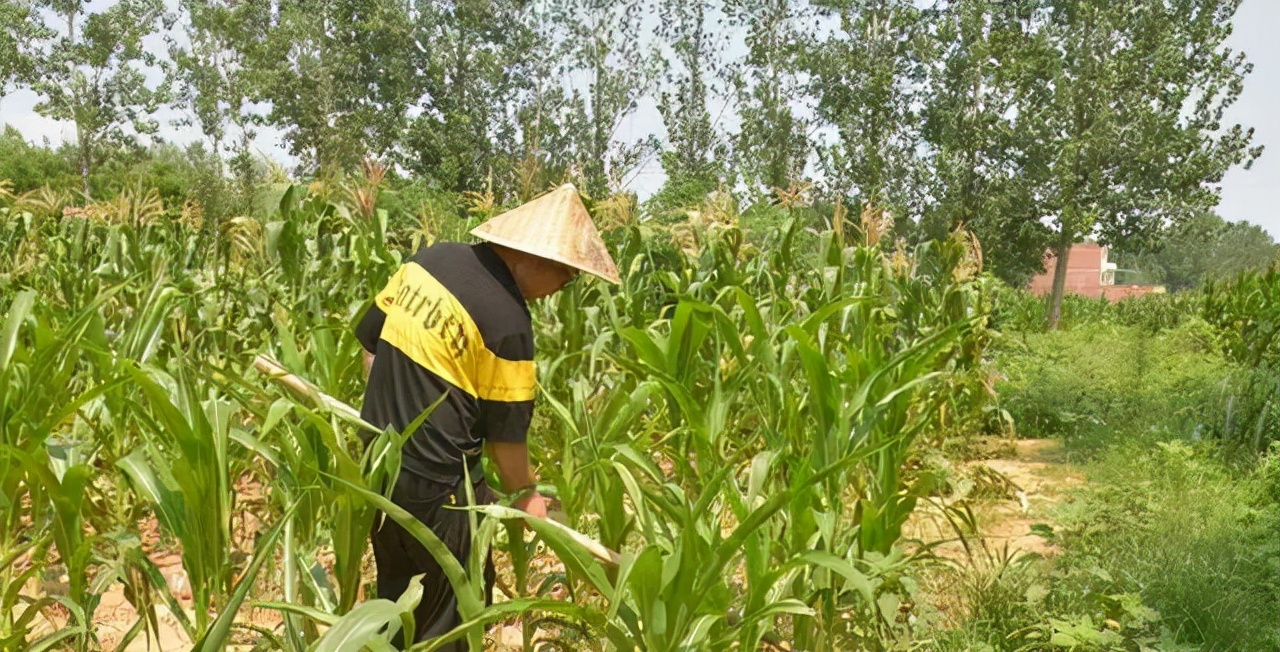 河南农村娃高考裸分700分上清华，父亲奖励一碗10元的牛肉汤庆祝