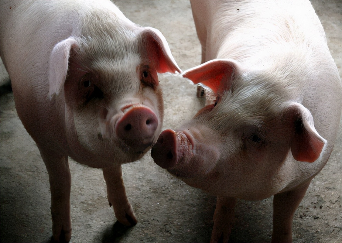 猪病毒性感冒用什么药效果好？猪流行性感冒用什么药效果好？