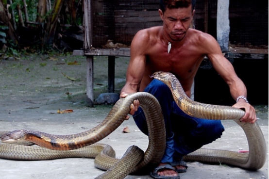 人气最高的毒蛇，黑曼巴蛇有多恐怖？对比国内眼镜王蛇谁更强？