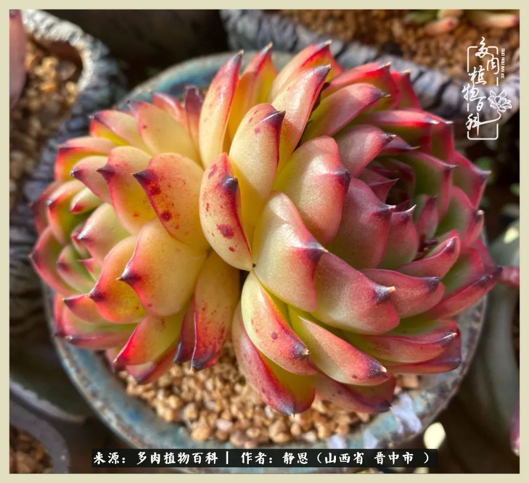 这低谷的一年,感谢多肉的陪伴
