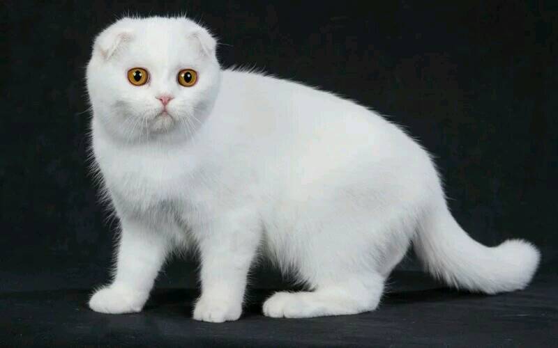 养猫会暴露你的经济实力,养这几种猫的人,可能都是有钱人