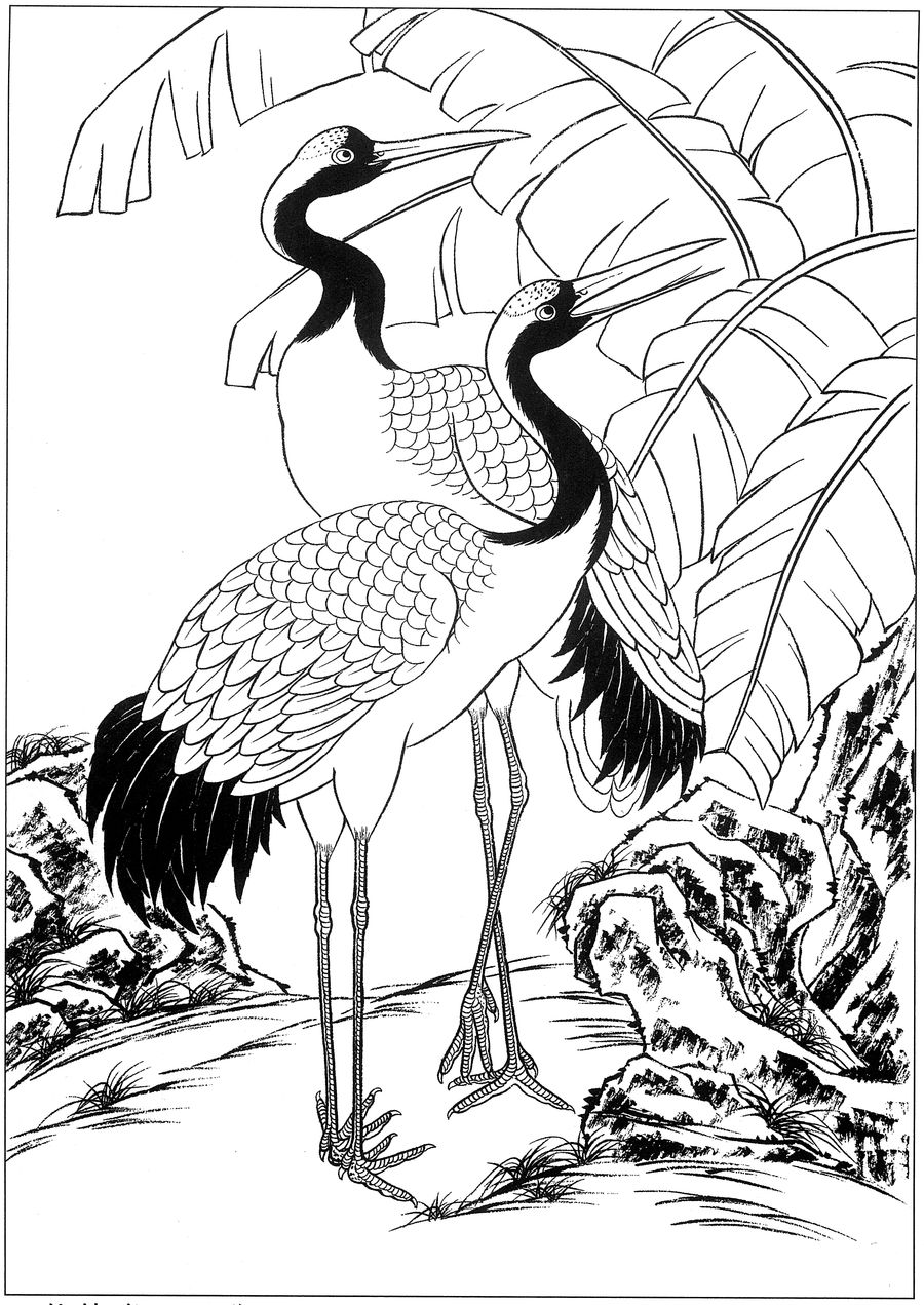 仙鹤高清白描线稿图片下载19幅