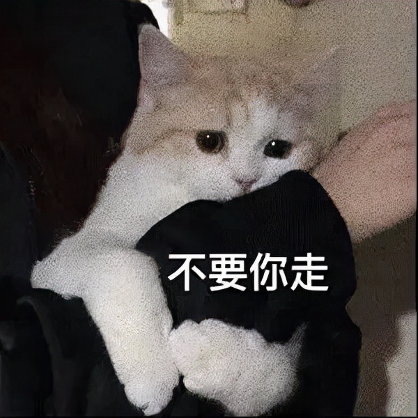 猫做头像的女生很危险 用猫做微信头像好不好